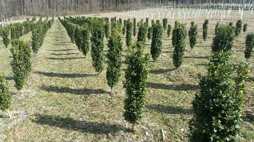 Buxus Semp. Fastigiata Block