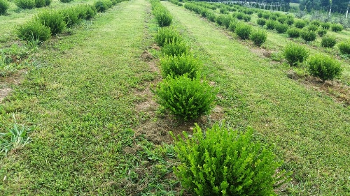 Buxus Winter Gem