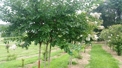 Natchez Crape Myrtle