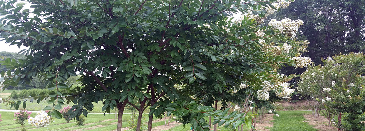 Natchez Crape Myrtle