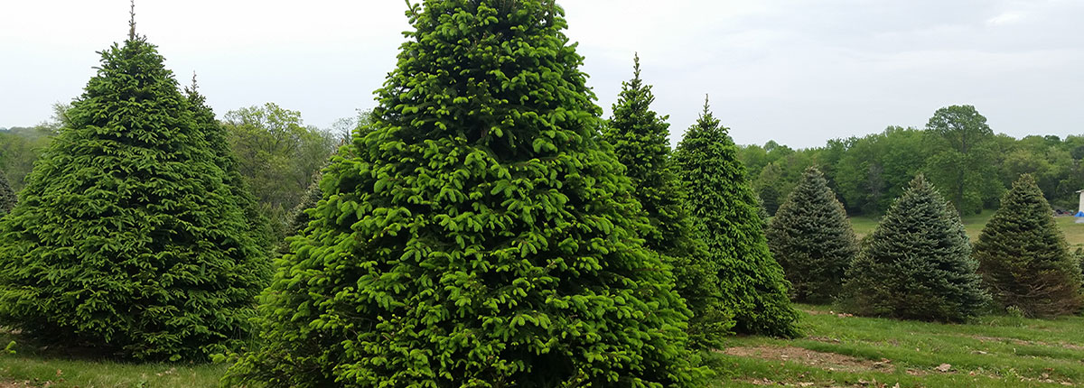 Norway Spruces